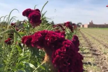 flor dia de muertos