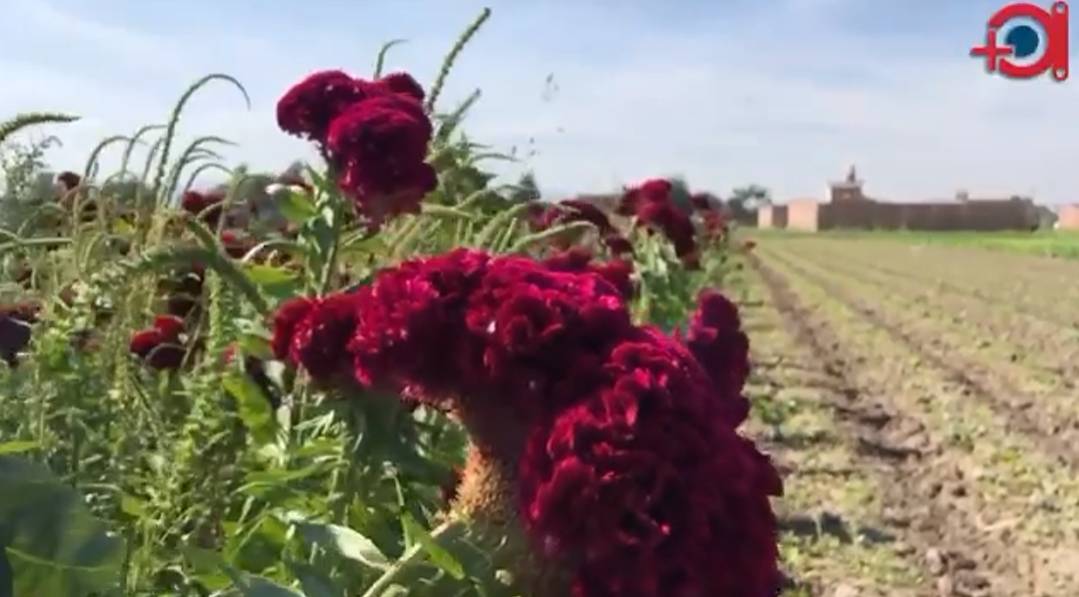 flor dia de muertos
