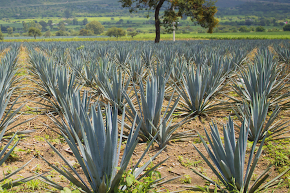 mezcal comonfort