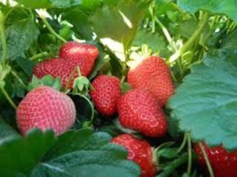 fresas