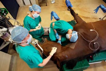 17 agosto veterinario