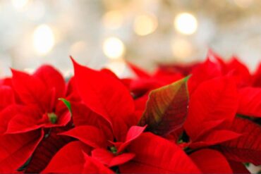 25 de diciembre navidad