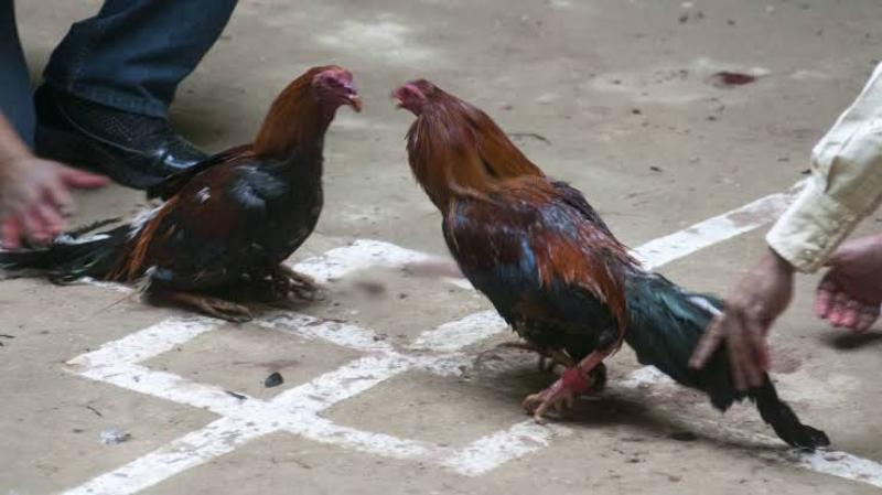 gallos corridas