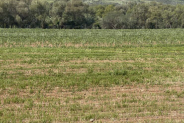 campo agora