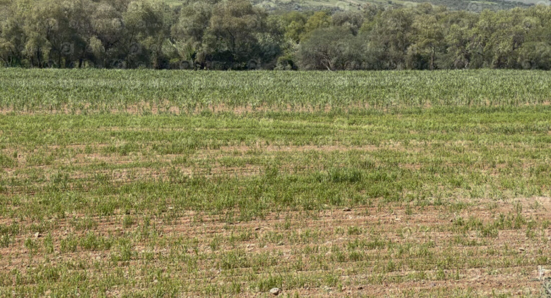 Prevén buen año para el campo en Apaseo el Grande por llegada de lluvias campo agora