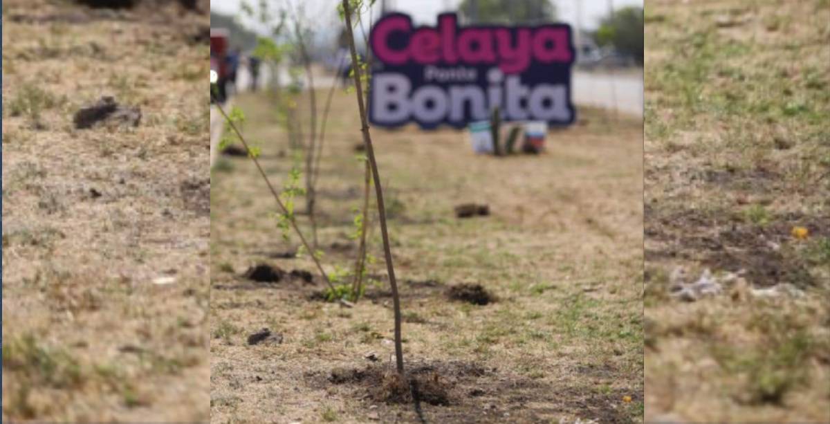 celaya bonita