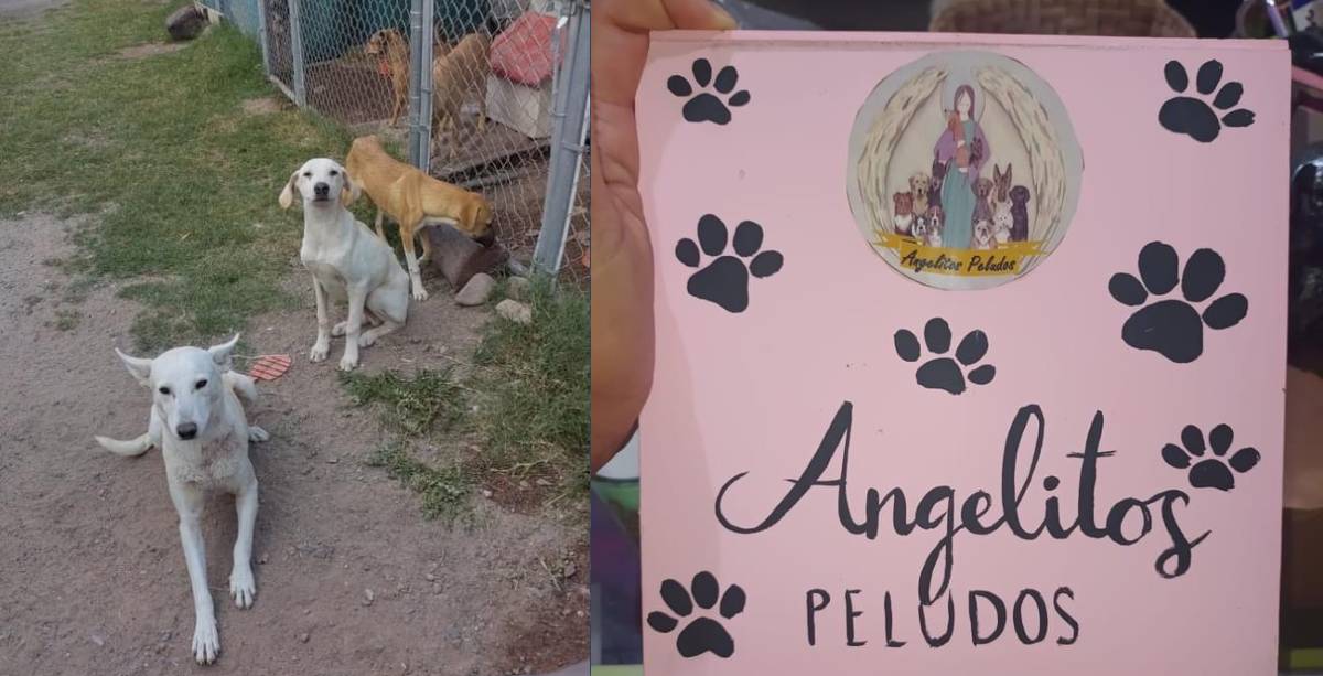 DOnaciones Angelitos peludos