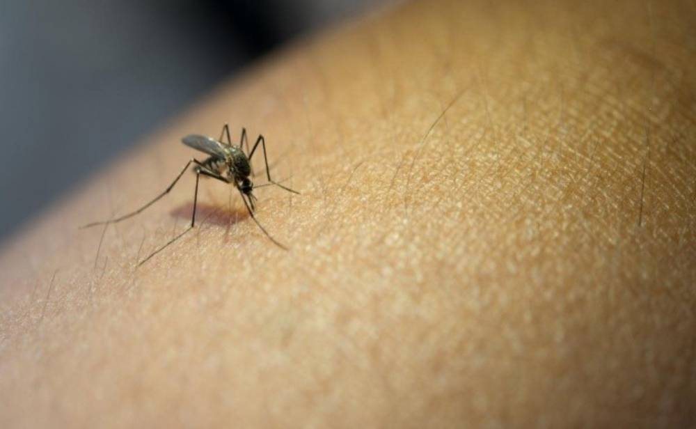 Dengue mosco