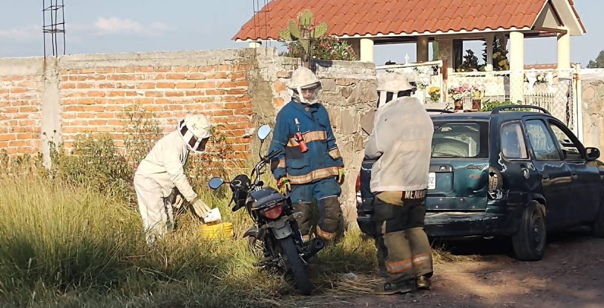 El ataque de las abejas vivientes