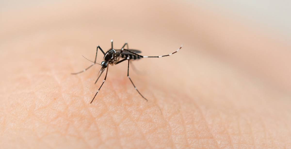 Mosquito del dengue 1