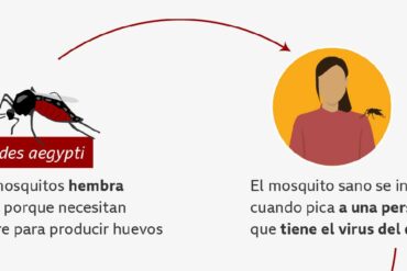 dengue not