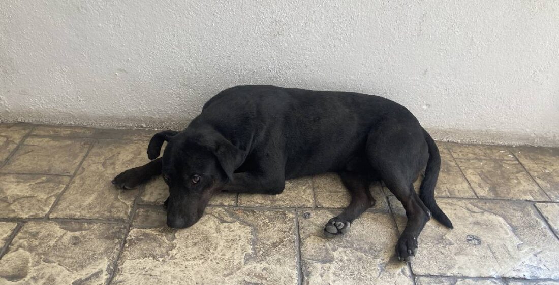 Feria de Adopcion AEG