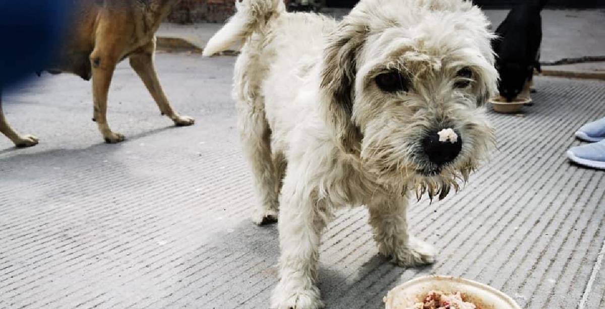 Derechos de los animales AA