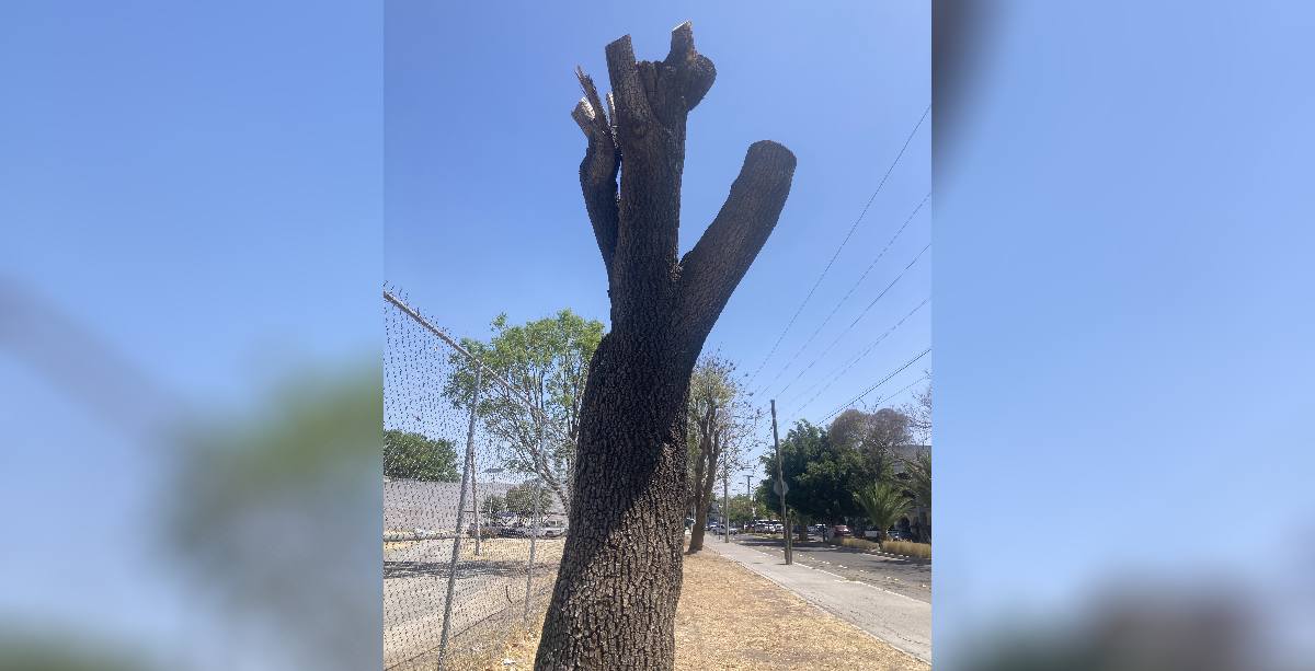 inventario de arboles AG