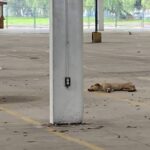 perros calle