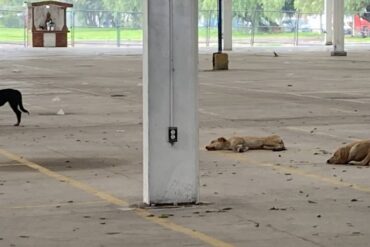 perros calle