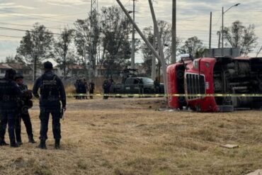 trailer porcinos