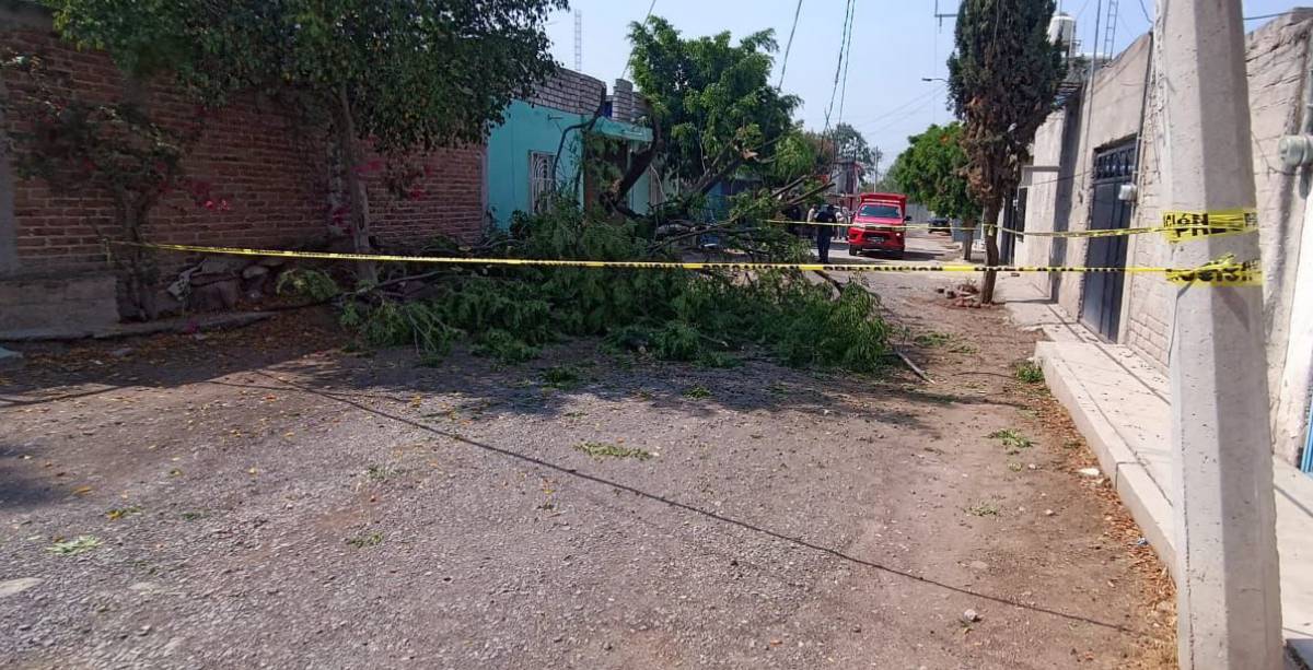 Arboles Apaseo