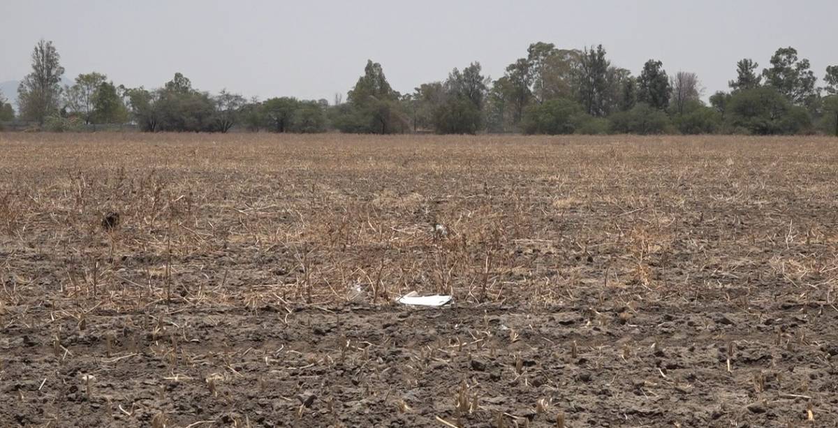 Campo