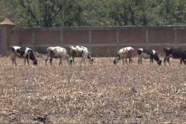 campo