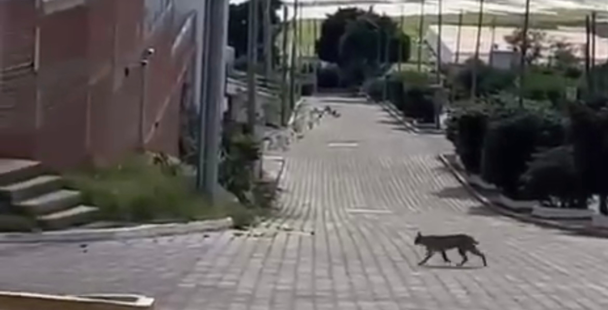 Lince Irapuato