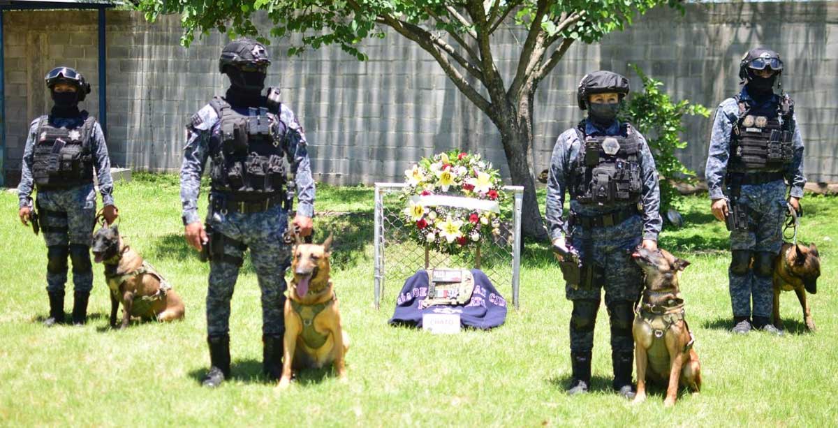 perrito irapuato