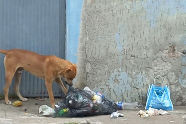 Perrito abandonado