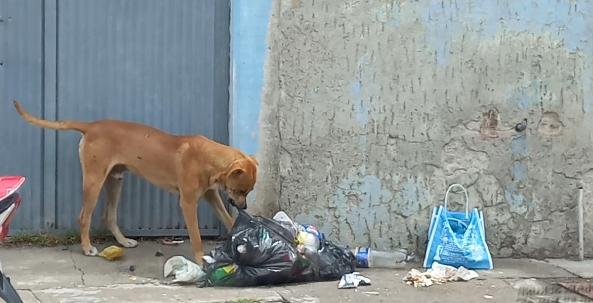 Perrito abandonado
