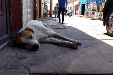 Perrito