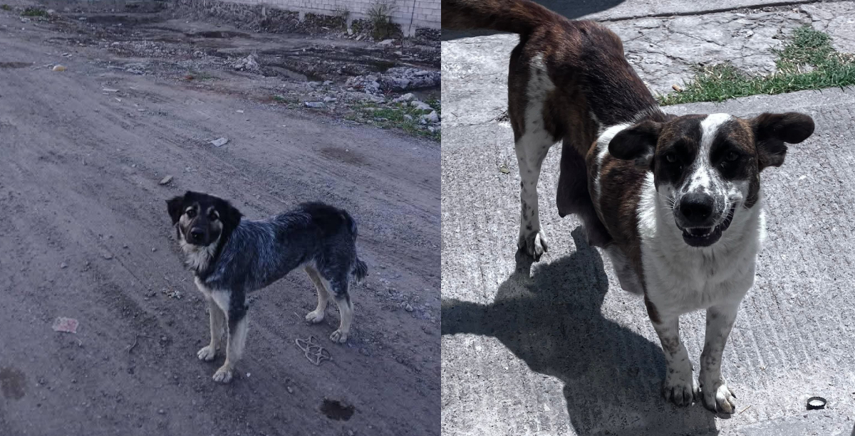Perritos 1