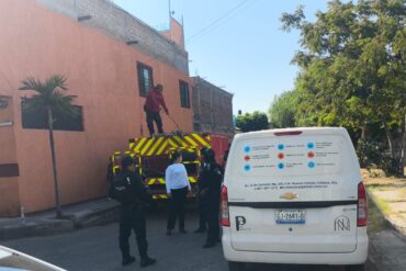Perros y gato sin vida