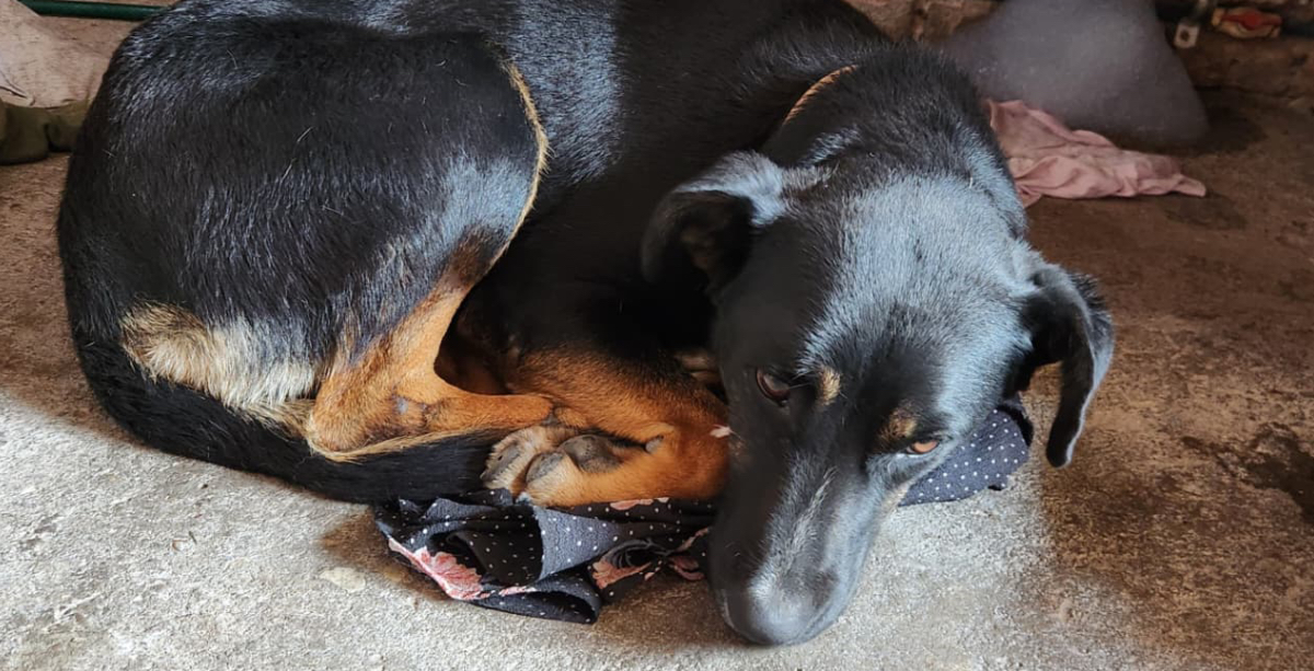 Impulsará Apaseo Centro de Bienestar Animal y programa para reducir huella de carbono Animales
