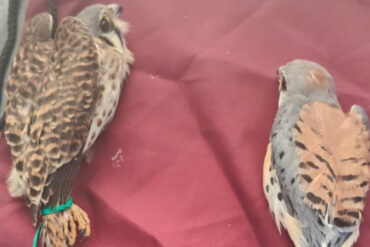 Halcones