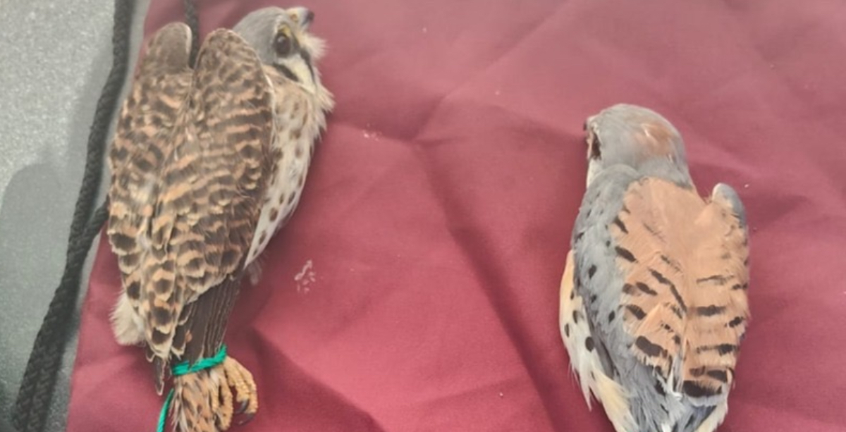 Halcones