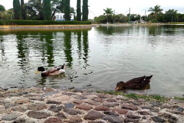 PATOS XOCHI