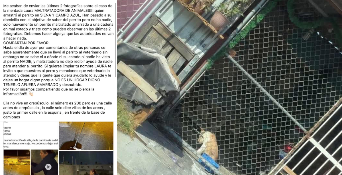 Maltrato animal Celaya