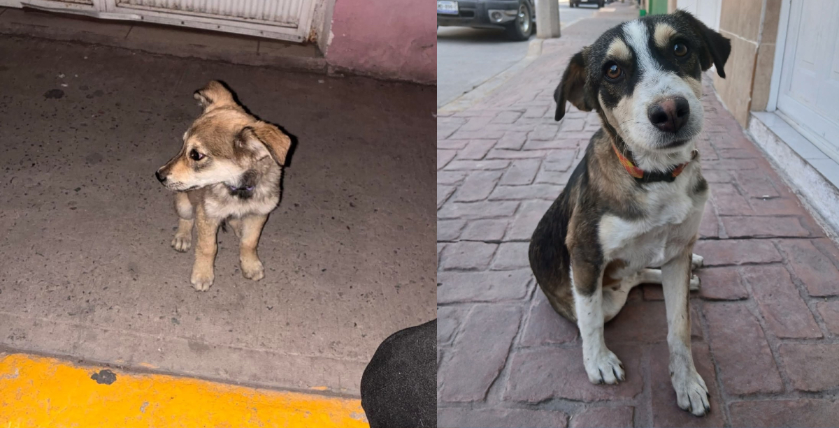 Perritos callejeros