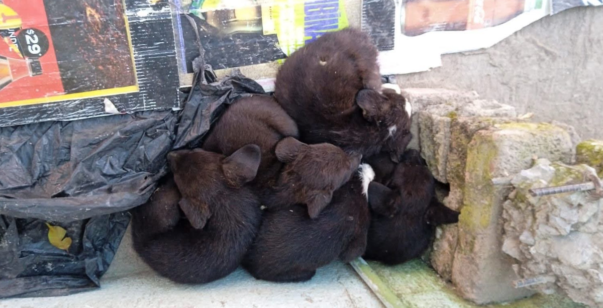 Perritos