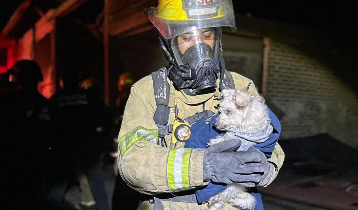 perrito bombero