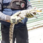 COCODRILO 1