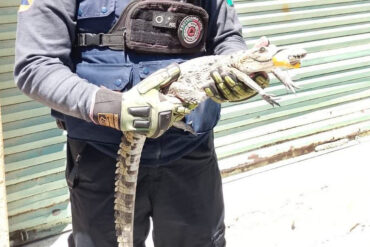 COCODRILO 1