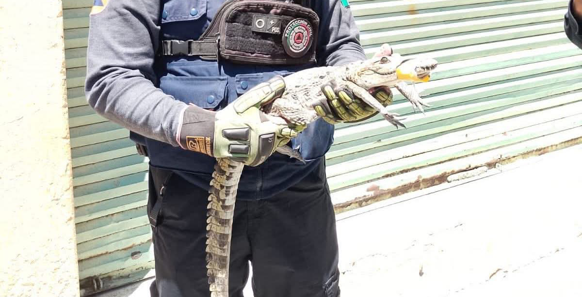 COCODRILO 1