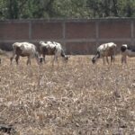 campo e1777578919143