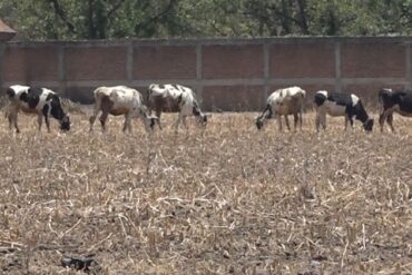 campo e1777578919143