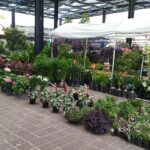 feria flor archivo
