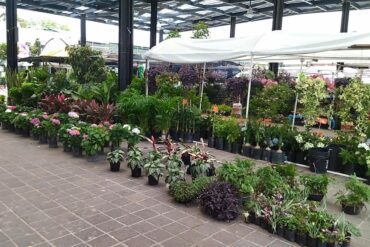 feria flor archivo