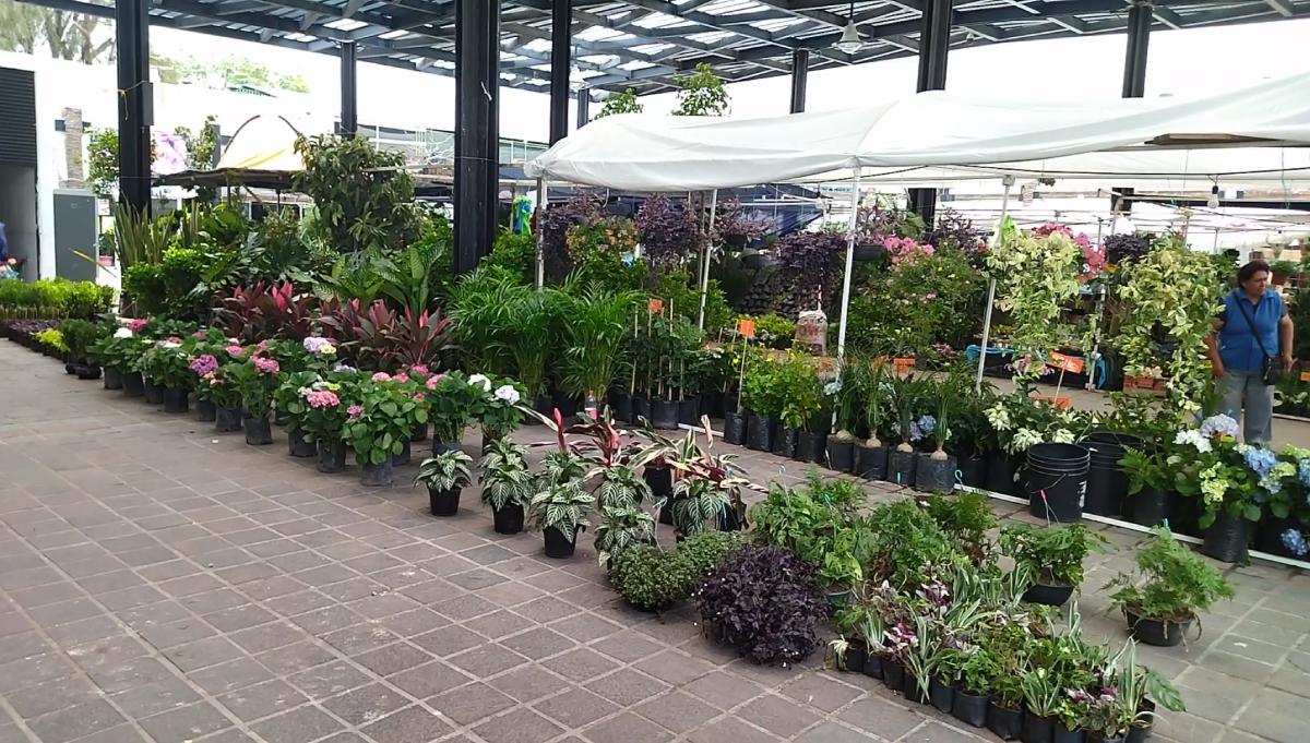 feria flor archivo