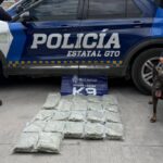 perros k9