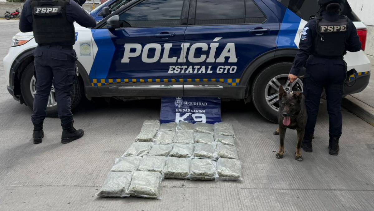 perros k9
