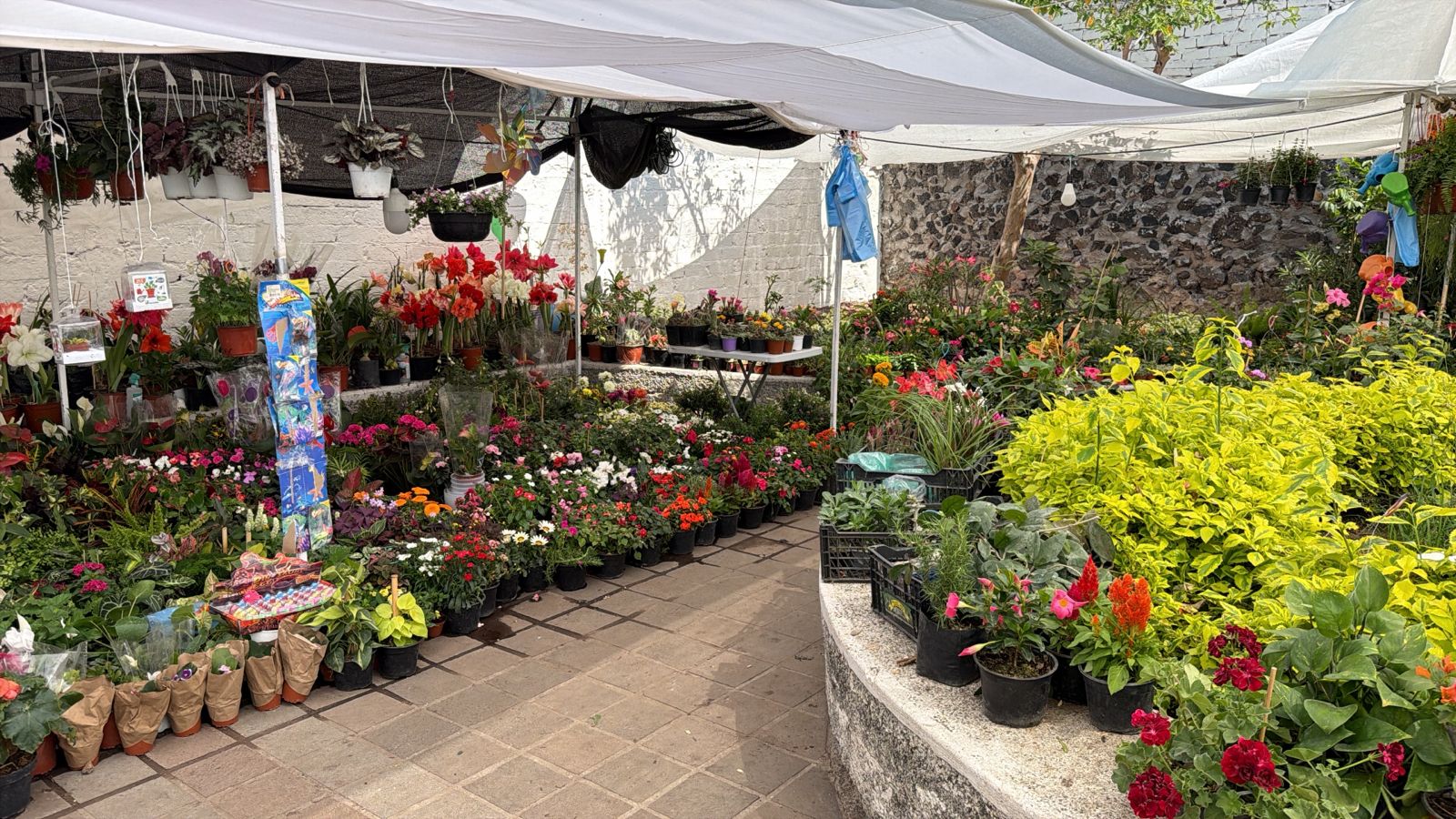 Extienden hasta el 31 de mayo la Feria del Árbol y la Flor IMG 20260522 WA0042